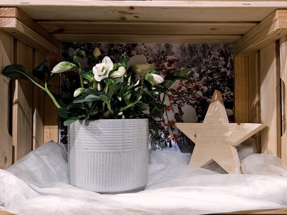 10. Christrose / Margrit Ebneter