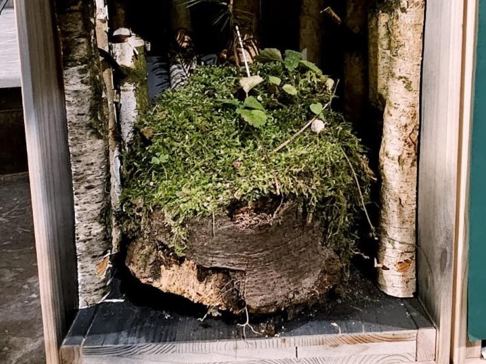 3 Wurzel Jesse / Sepp Böhi