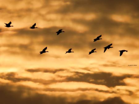 Predigt von Gabi Suhner