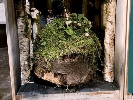 3 Wurzel Jesse / Sepp Böhi