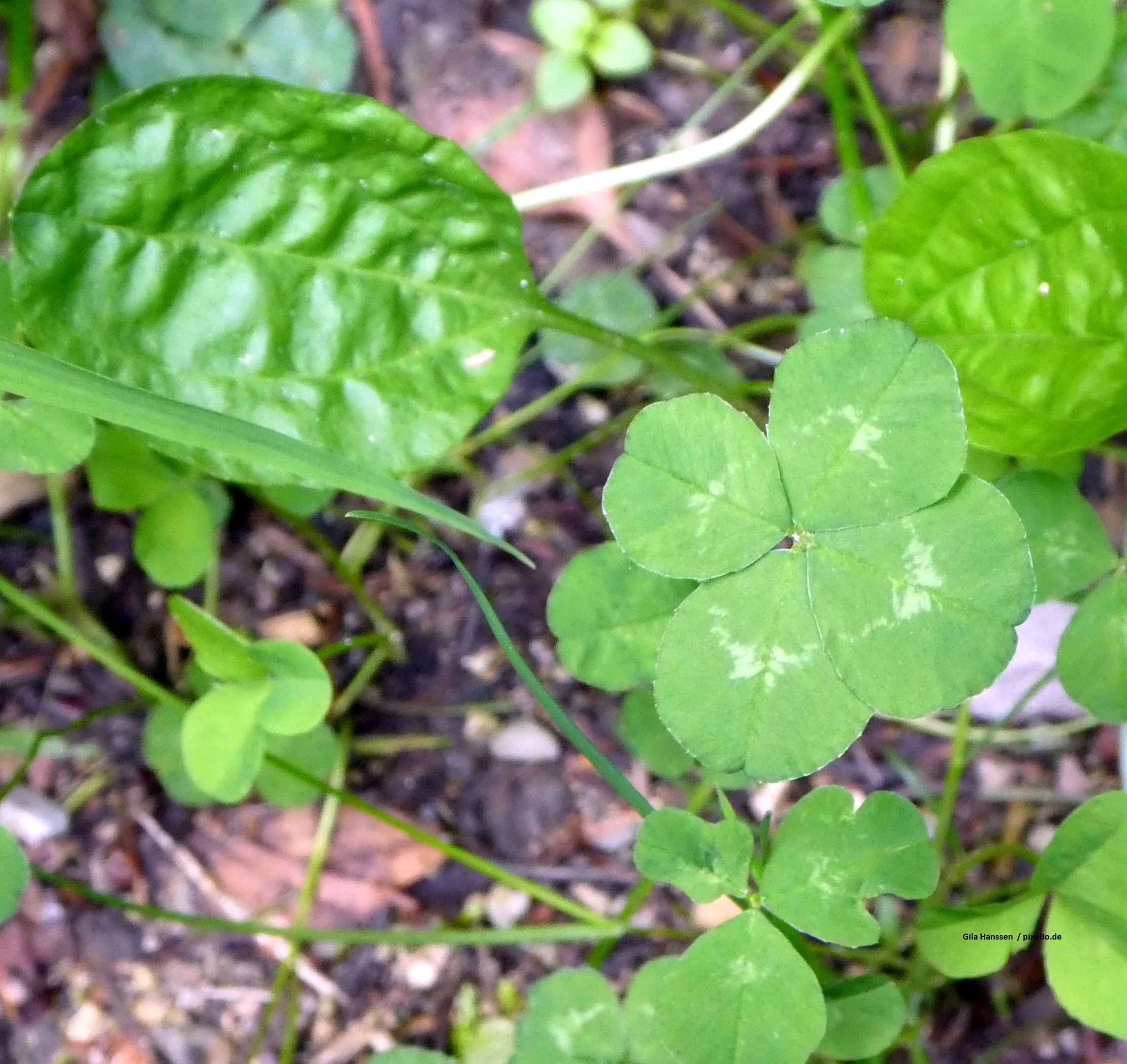 Kleeblatt